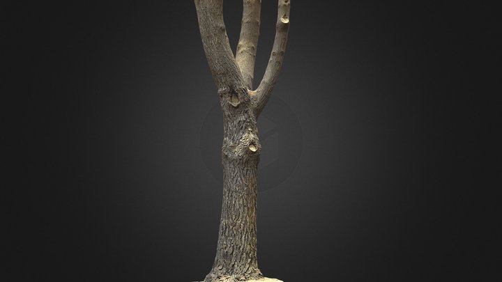 Pinus 3D Model