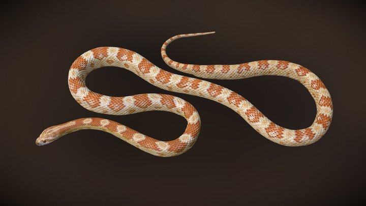 The amelanistic corn snake 3D Model