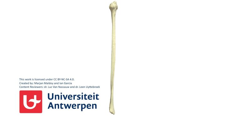Rechter Fibula met annotaties 3D Model