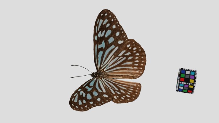 CC0 リュウキュウアサギマダラ 🦋 Ceylon Blue Glassy Tiger