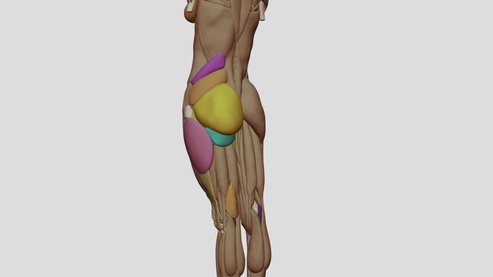 Female Ecorche with Half Fat Deposits 3D Model