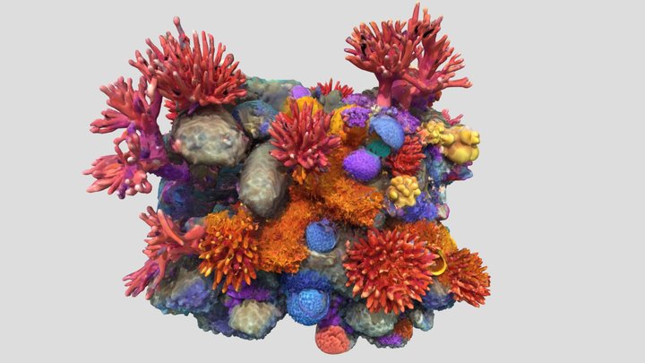 Rainbow Haven Reef - coral – Kostenloses 3D-Modell STL
