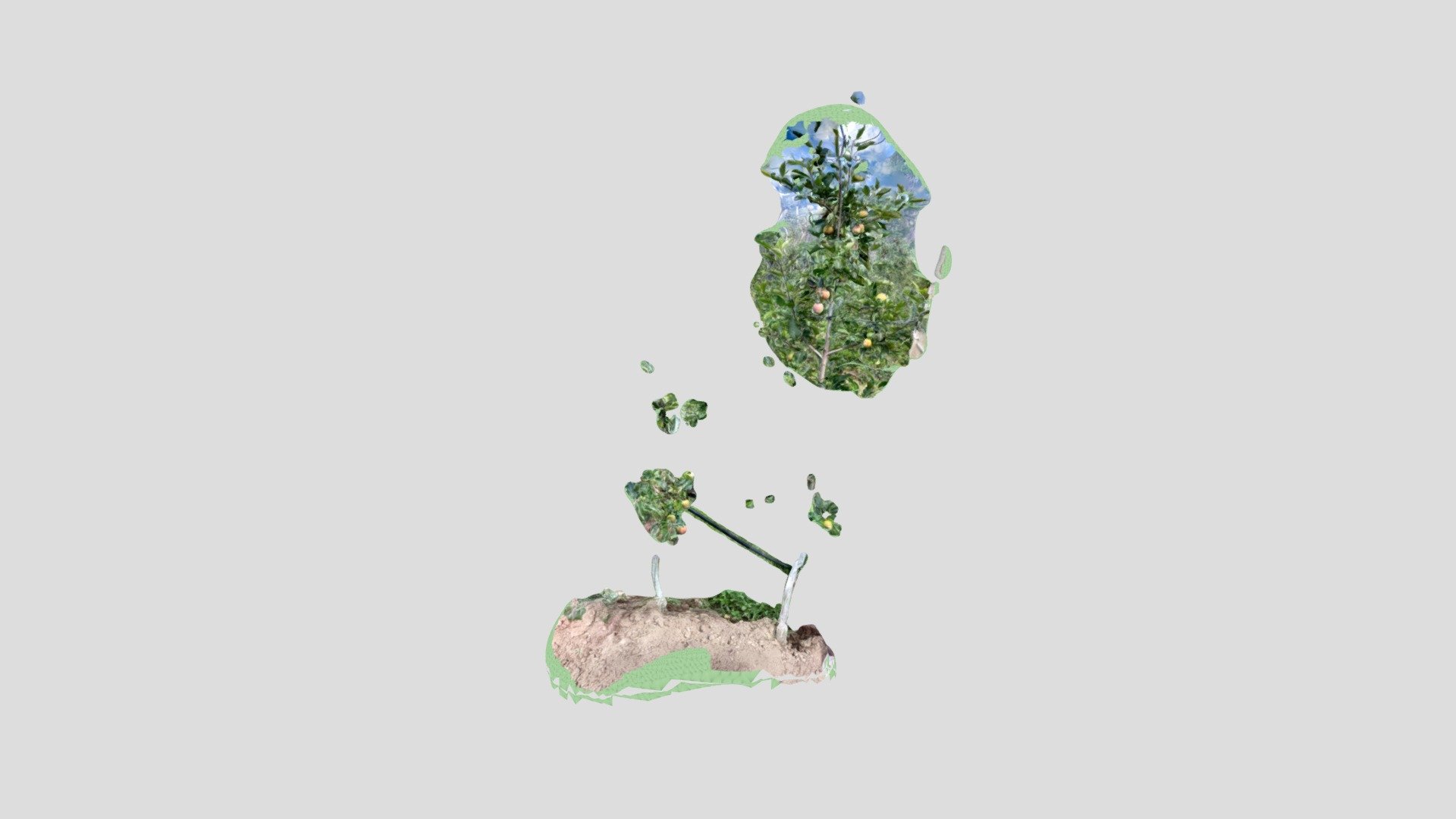 Baum