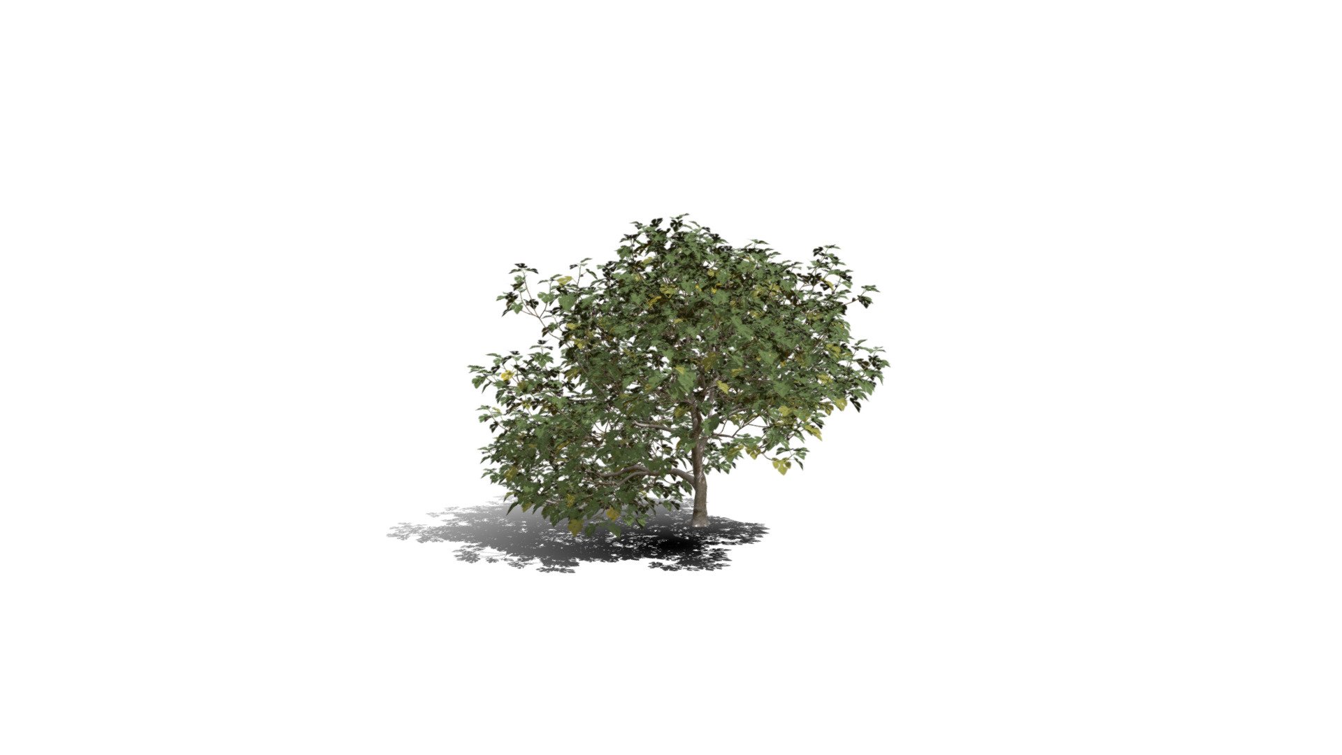 Realistic HD Common Fig Tree Buy Royalty Free D Model By PlantCatalog B B C