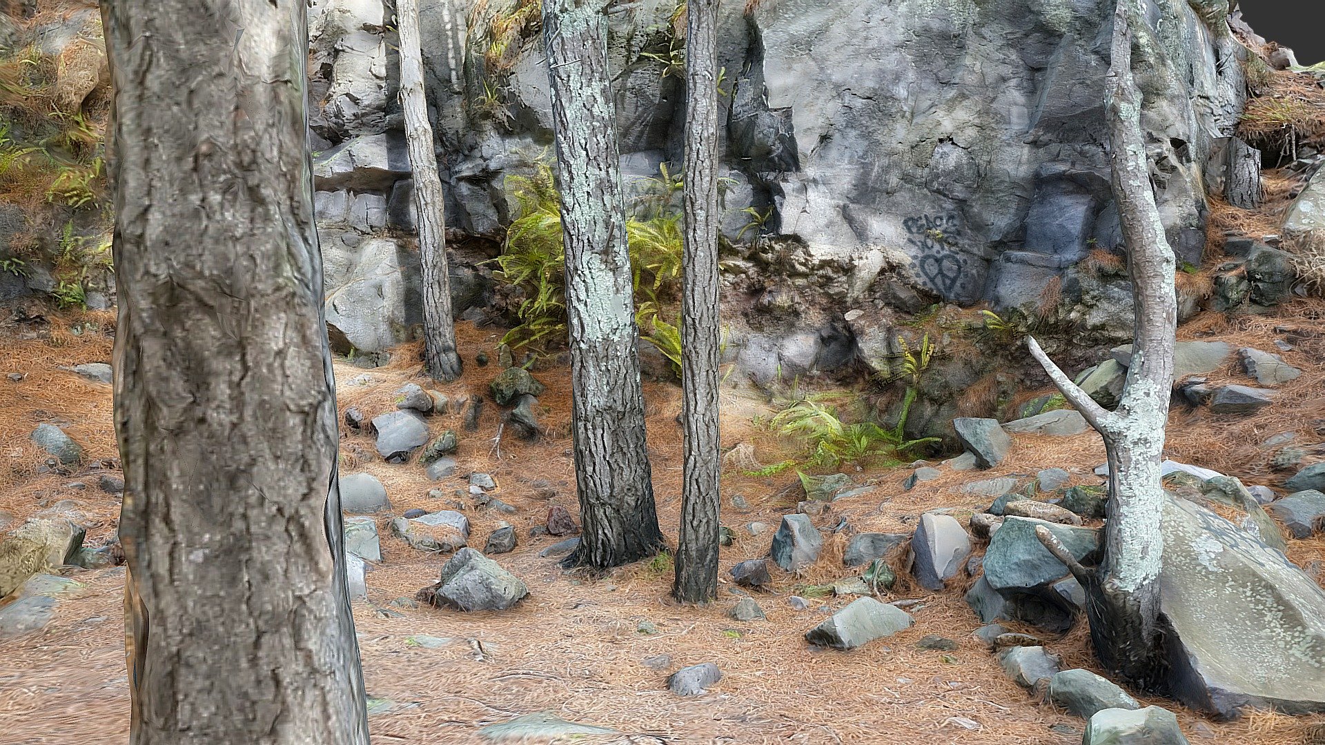 Pine trees and rocks