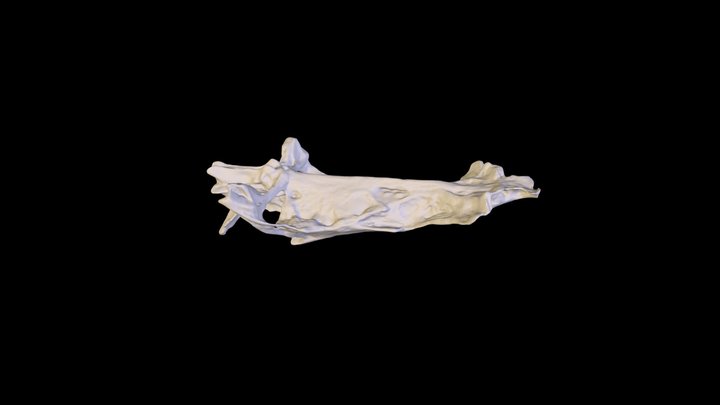 Catfish Neurocranium 3D Model