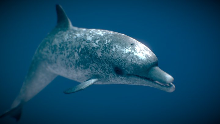 Atlantic Spotted Dolphin 3D Model