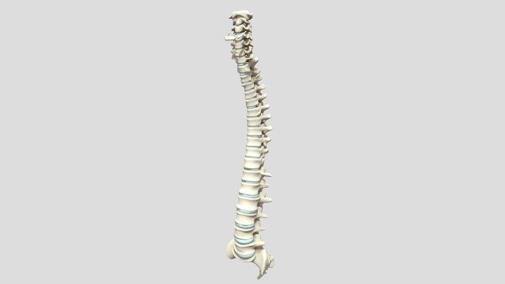 Huesos_Columna 3D Model