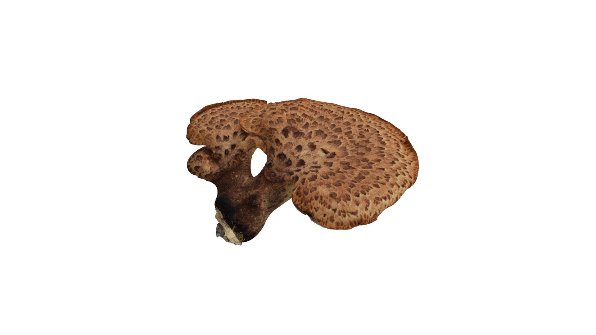 Polyporus squamosus