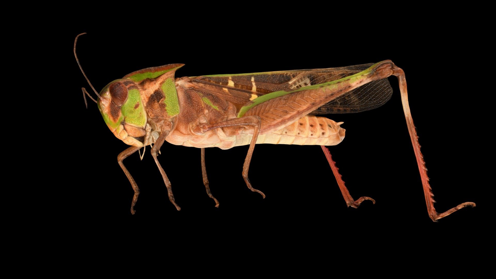 CC0 クルマバッタ 🦗 ♂ Band-winged Grasshopper - Download Free 3D