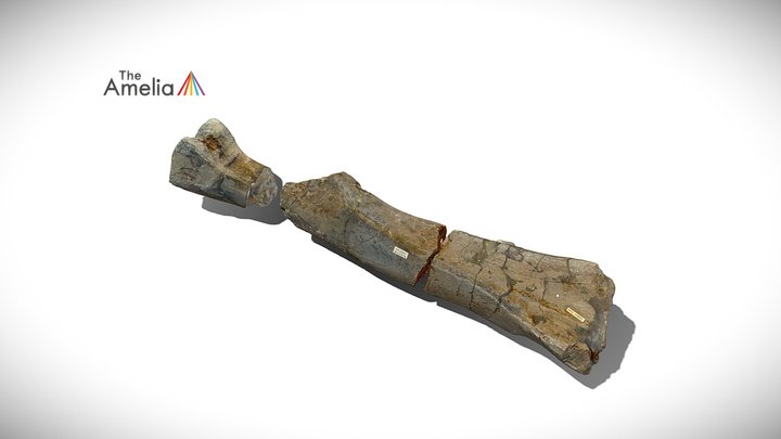 Iguanodon Lower Femur 3D Model