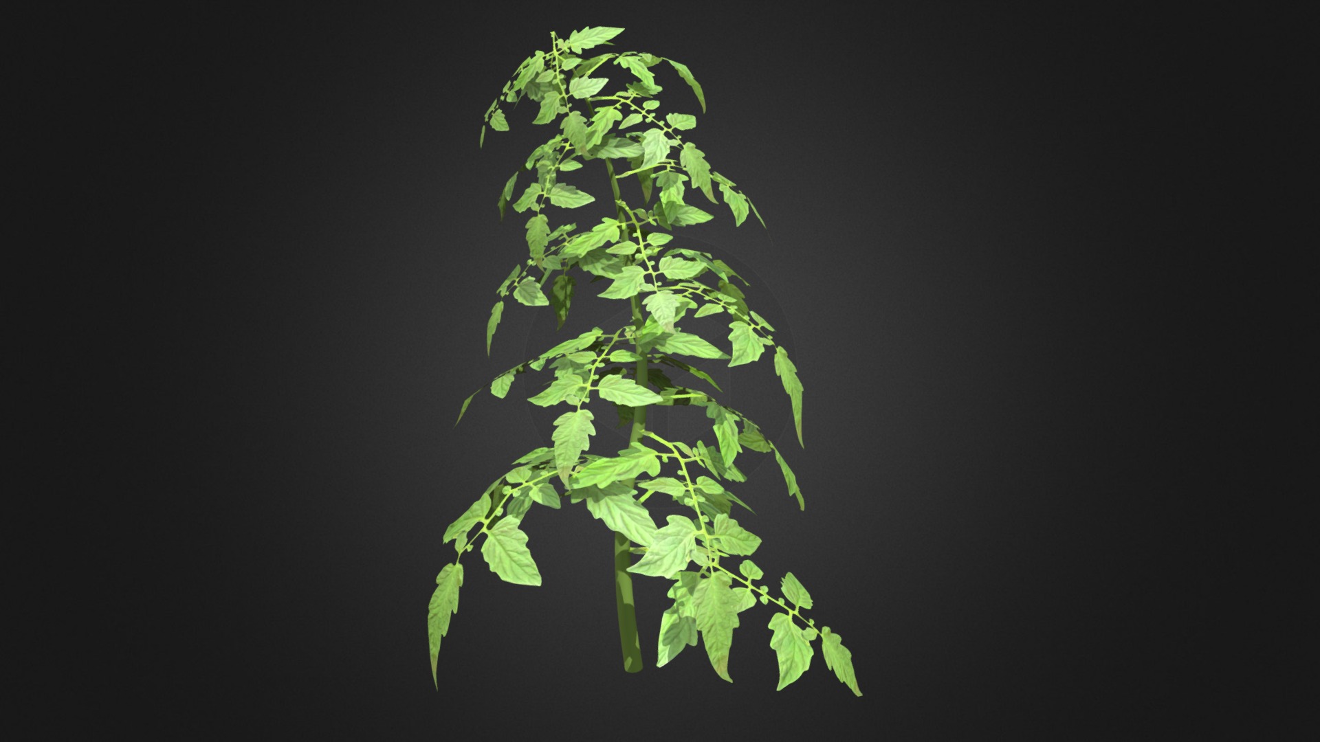 3D model Low Poly Tomato Plant - This is a 3D model of the Low Poly Tomato Plant. The 3D model is about a close-up of some leaves.