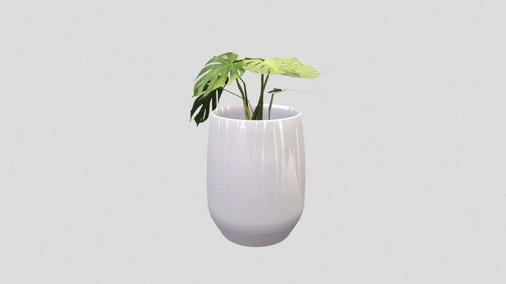 Monstera plant 3D Model