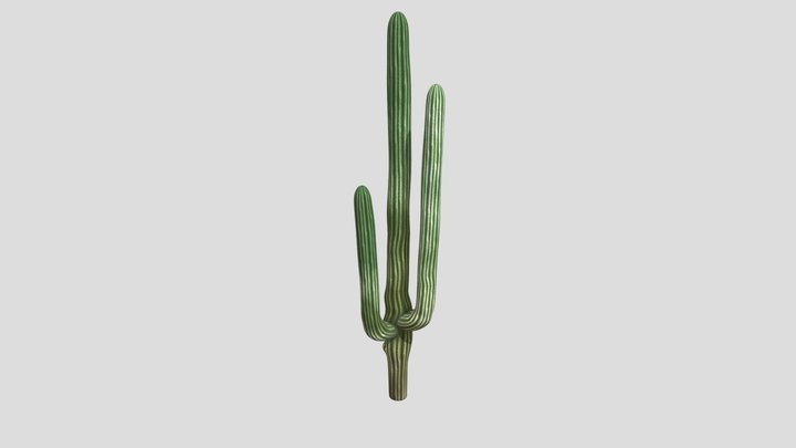 DTS4.2_CUINDA_Y1_JANNY_A02_Cactusie 3D Model