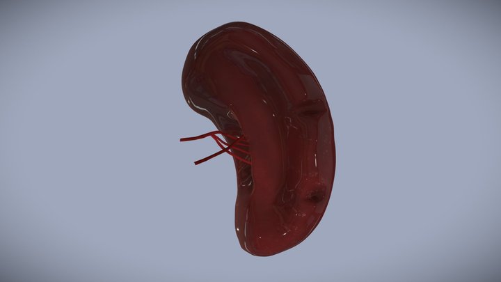Human spleen 3D Model