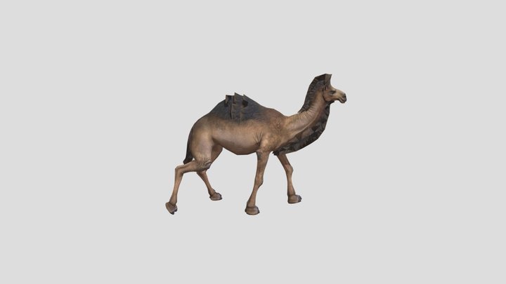 Realistic Animated Walking Camel 3D Model 3D Model