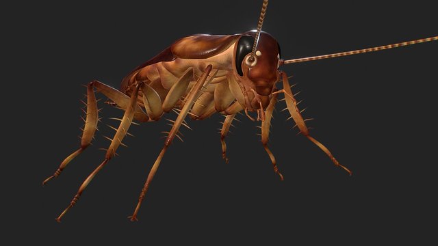 Asian Cockroach 3D Model
