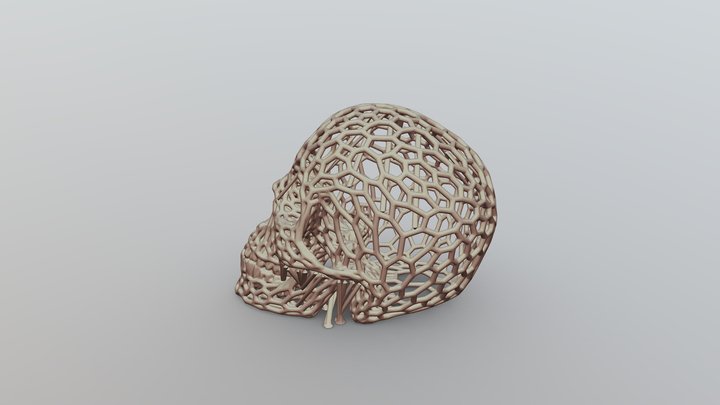 Skull03-sup 3D Model