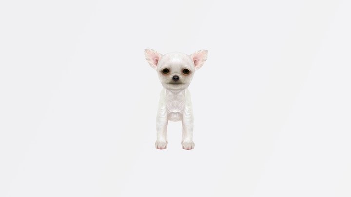 Chihuahua 3D Model