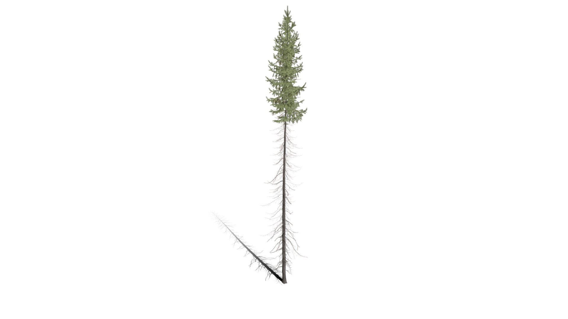 Realistic HD Black spruce (28/38) — Sketchfab embed 3D viewer
