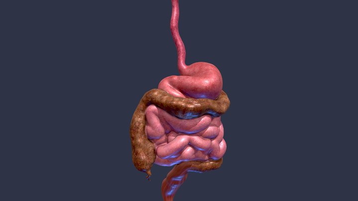 Digestive System - NO TEETH 3D Model