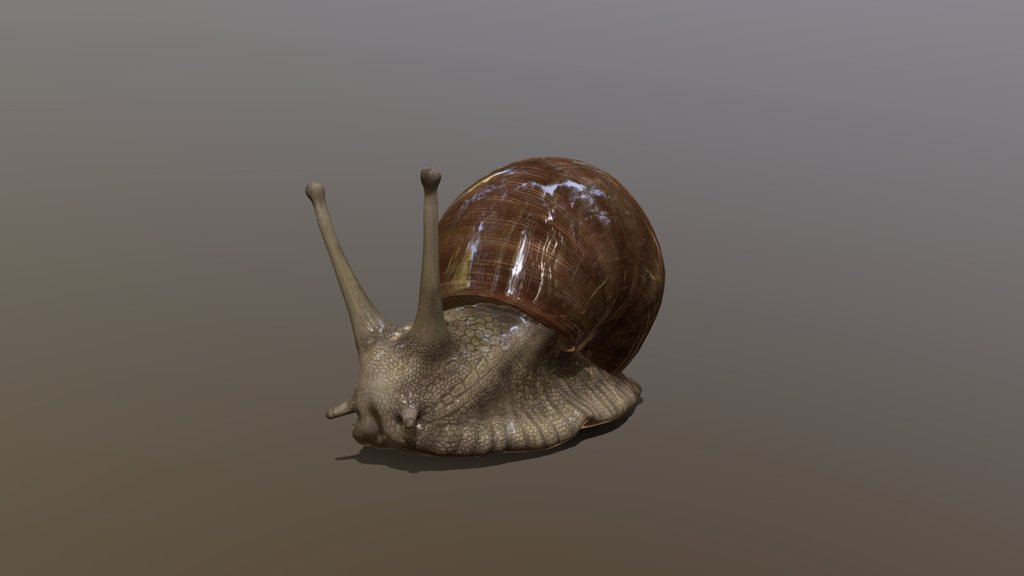 Basical Snail