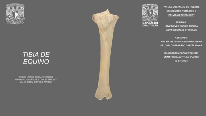 Tibia  de equino 3D Model
