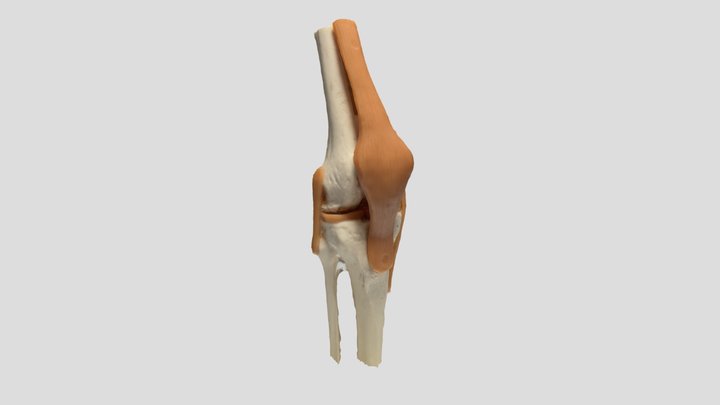 Knee Joint 3D Model