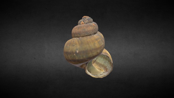 Snail shell spetssumpsnäcka Viviparus contectus 3D Model