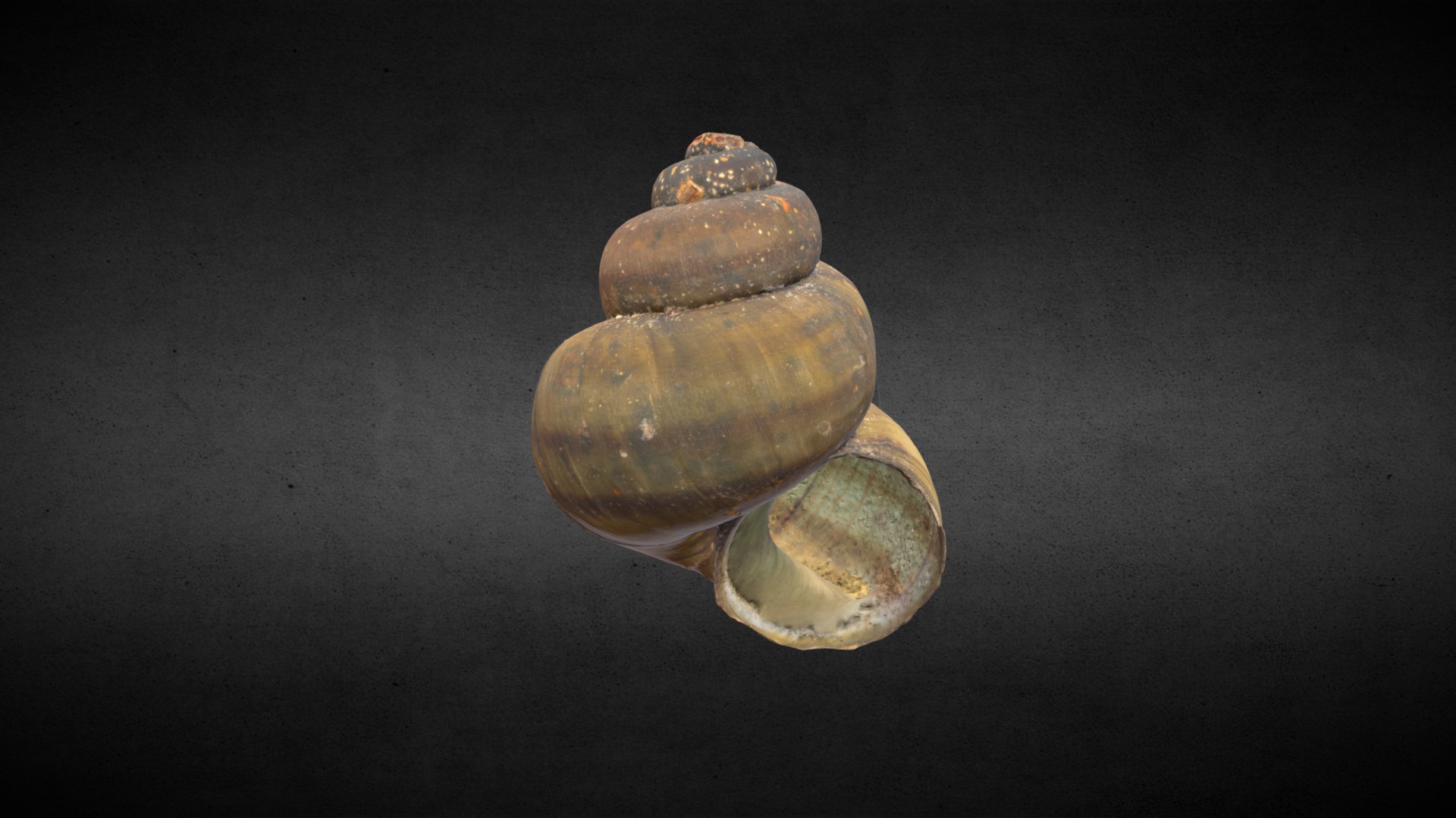 3D model Snail shell spetssumpsnäcka Viviparus contectus - This is a 3D model of the Snail shell spetssumpsnäcka Viviparus contectus. The 3D model is about a close-up of some shells.