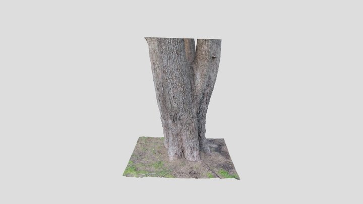 Australian Pine Tree 3D Model