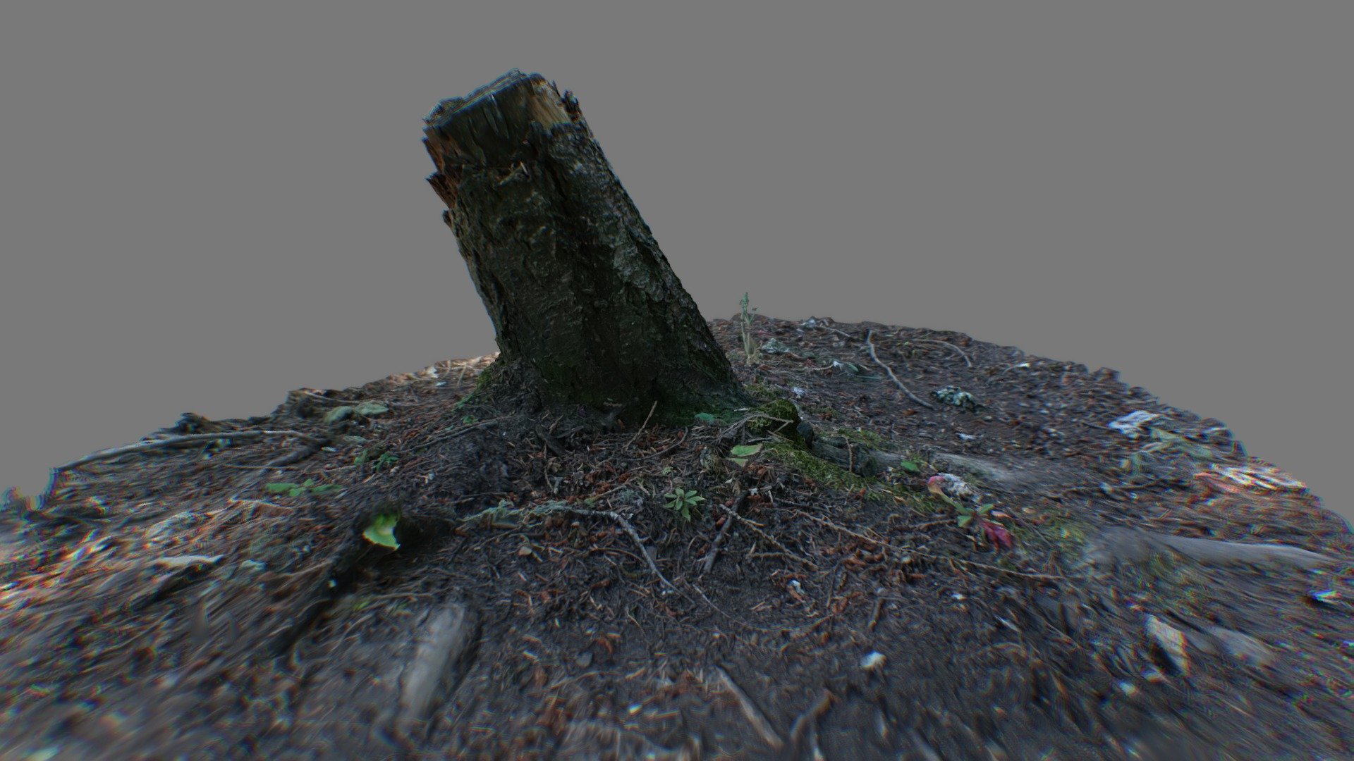 Forest Stump