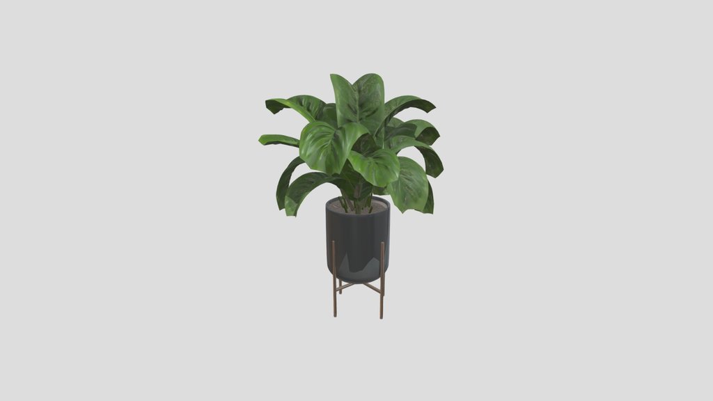 Indoor Plant B