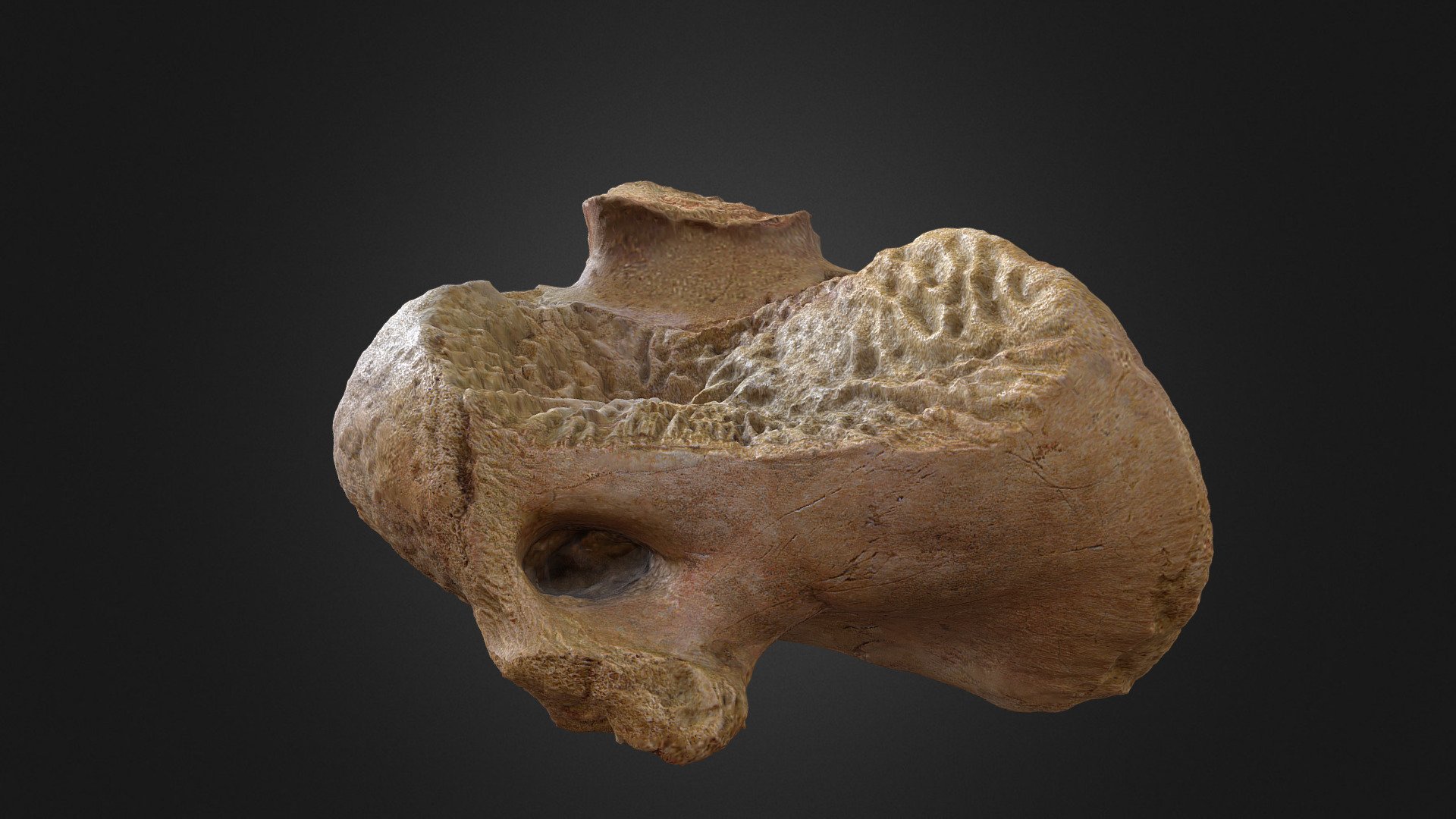 Spinosaur Cervical Vertebra - 3D model by Olof Moleman (@lordtrilobite ...