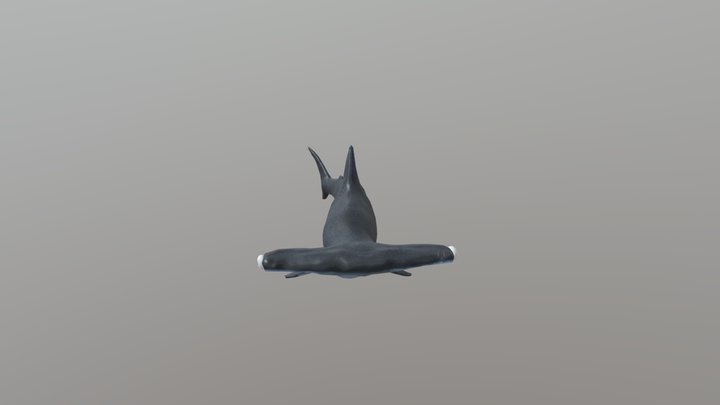 Hammerhead 3D Model