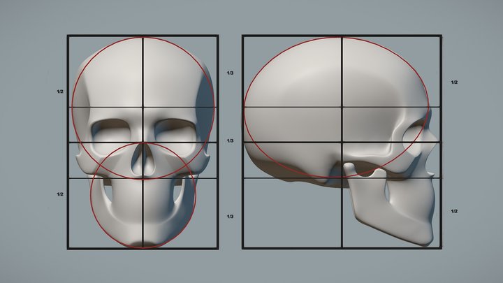 Skull Proportions 3D Model