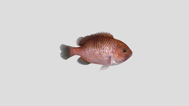 Damselfish 3D Model