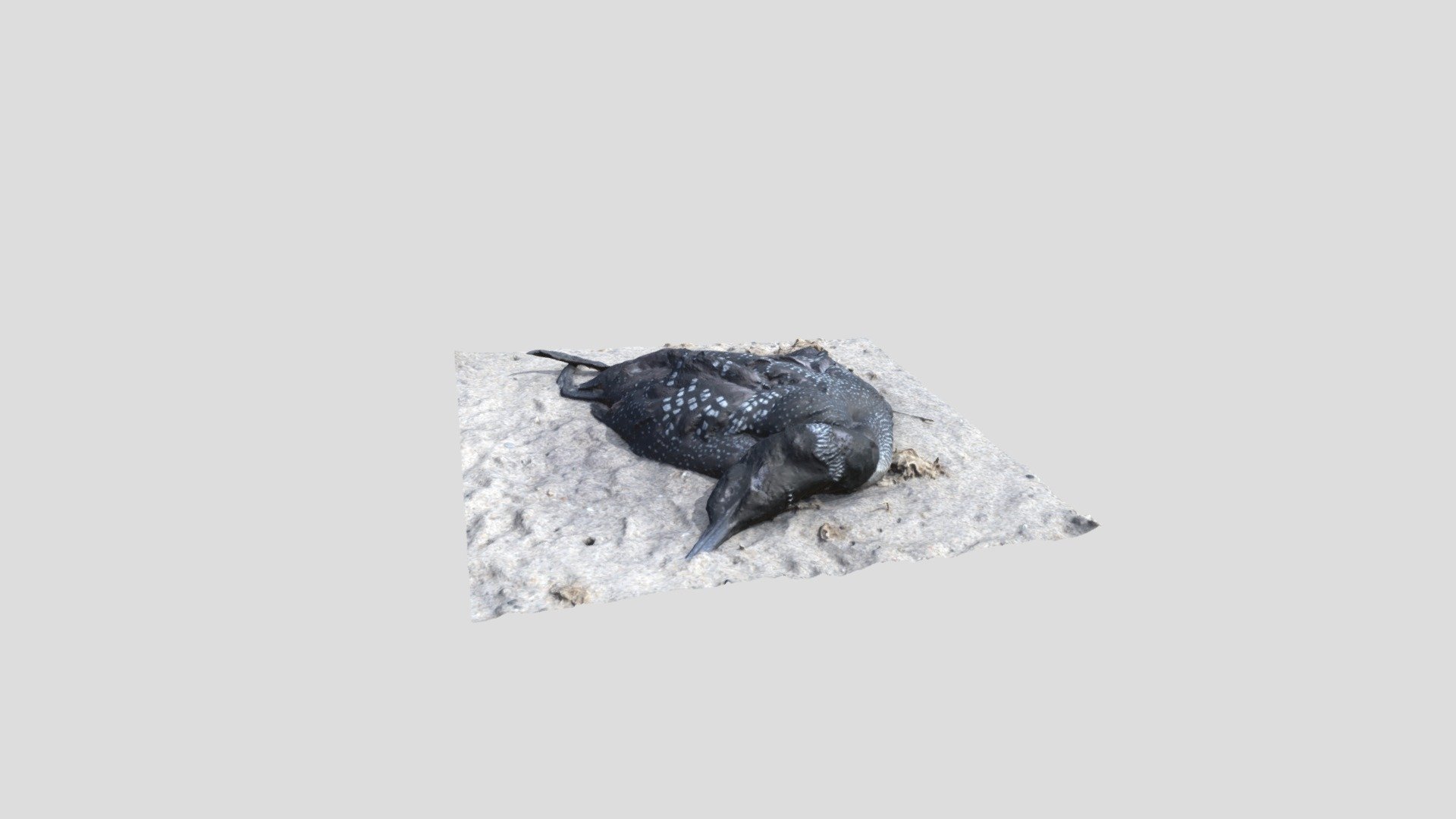 Morbid Beach Finds #11:  Common Loon