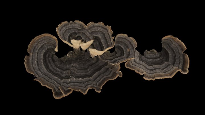CC0 カワラタケ 🍄 Turkey Tail, Trametes versicolor – Modello 3D gratuito STL