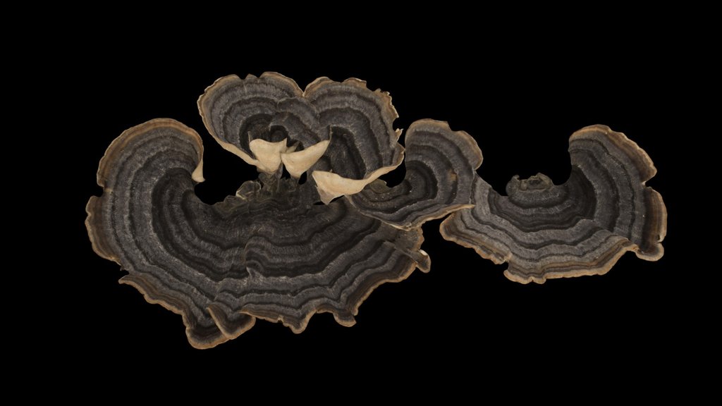 CC0 カワラタケ 🍄 Turkey Tail, Trametes versicolor