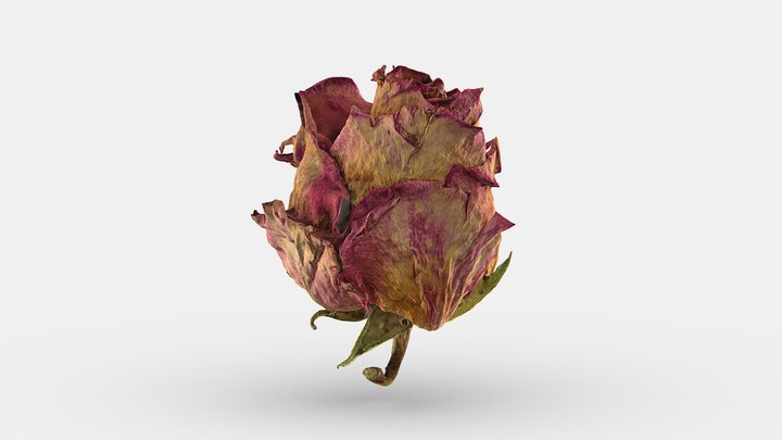 Dead Rose – Modelo 3D gratuito STL