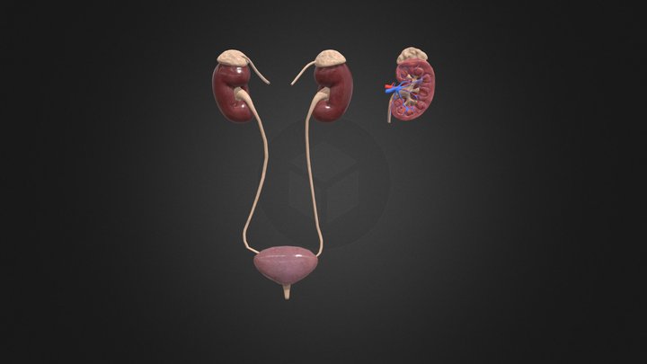 Kidneys with Cross Section 3D Model