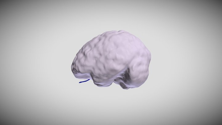 Brain and Olfactory Bulb 3D Model