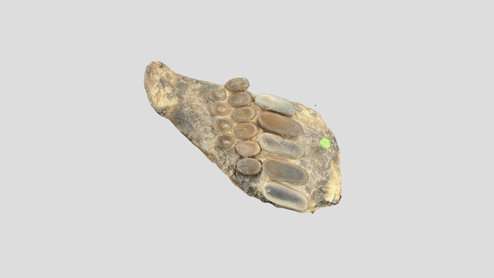 Pycnodus toliapicus NHMUK PV OR 38825 3D Model