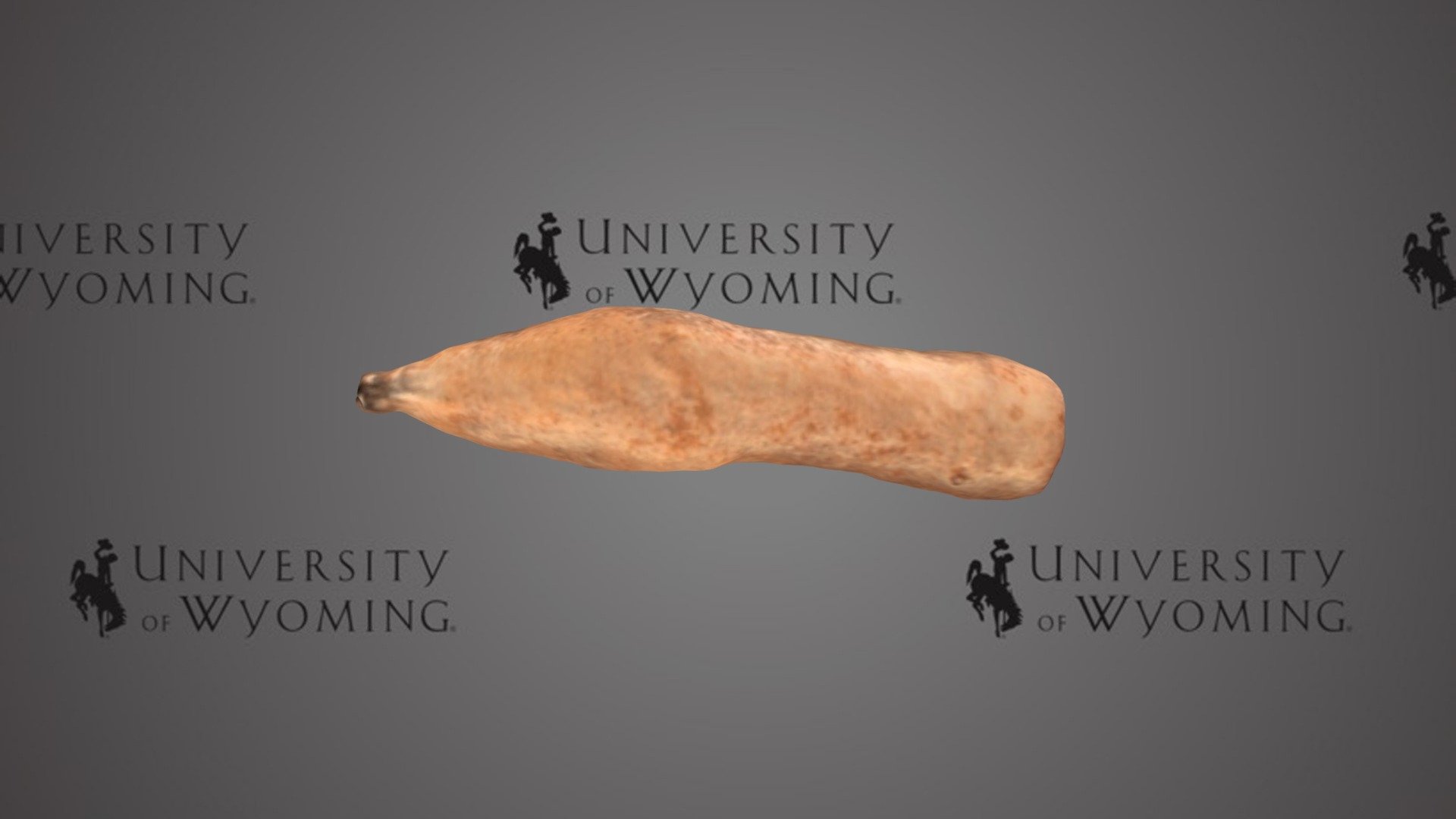 UW 953 - Vertebrata, Coprolite A