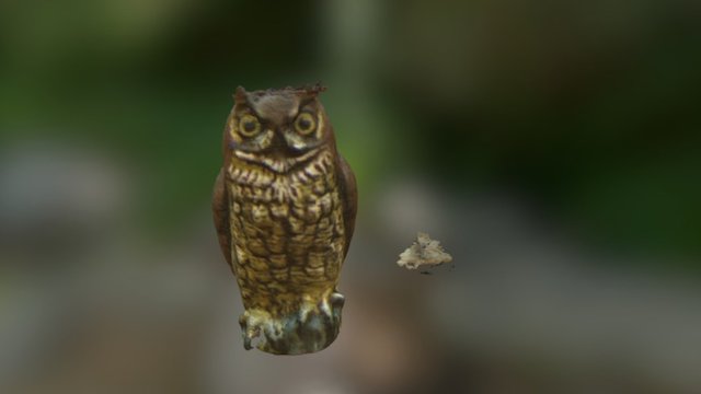 Travis's Owl 3D Model