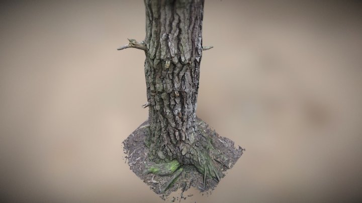 Pine Tree 3D Model