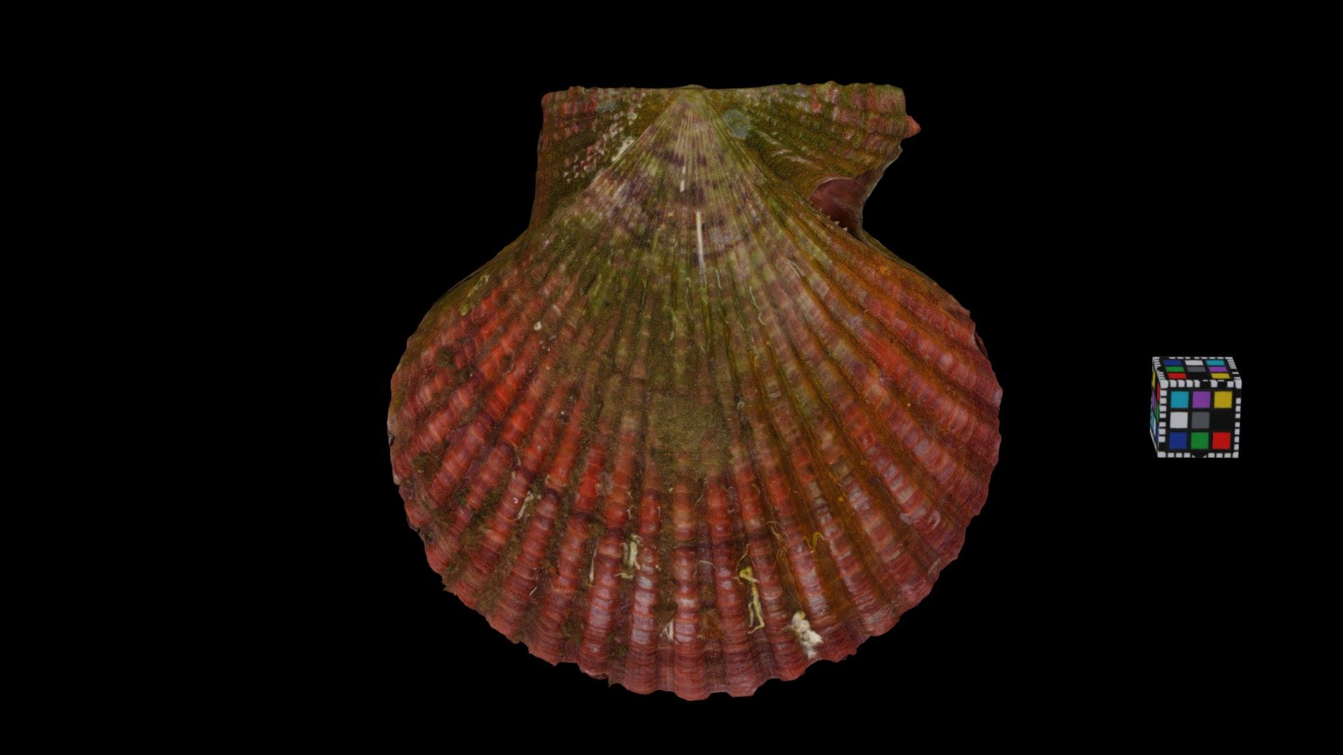 ヒオウギガイ Red, Noble Scallopm Mimachlamys nobilis
