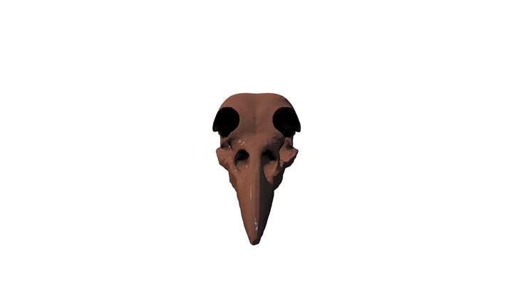 Raven Skull Solid 3D Model