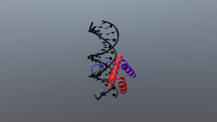 CDX1 Bound to DNA 3D Model